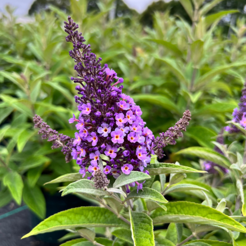 Buddleja Davidii Butterfly Candy Lila Sweetheart