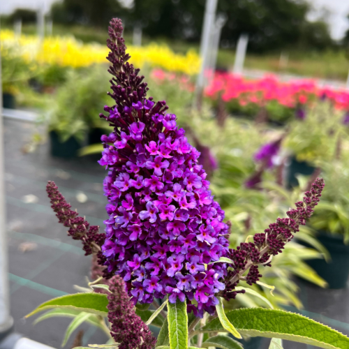 Buddleja Davidii Butterfly Candy Little Purple