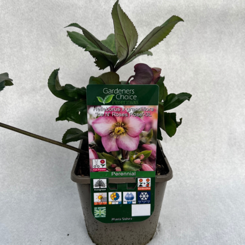Helleborus x grandiflora 'Ice N Roses Rose'