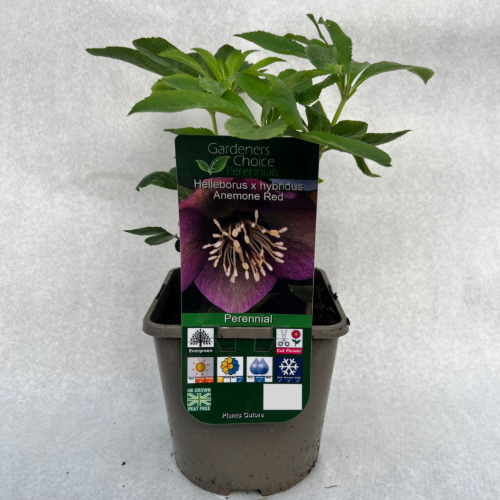Helleborus x hybridus Anemone Red