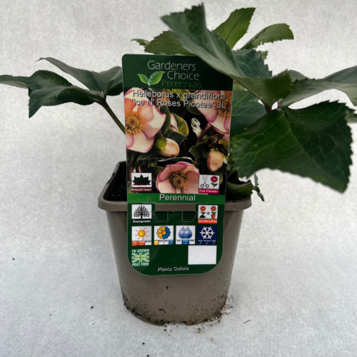 Helleborus x grandiflora ‘Ice N Roses Picotee’