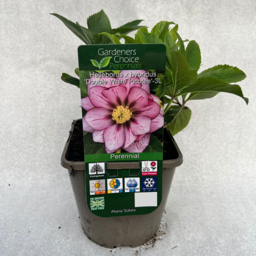 Helleborus x hybridus 'Double White Picotee'