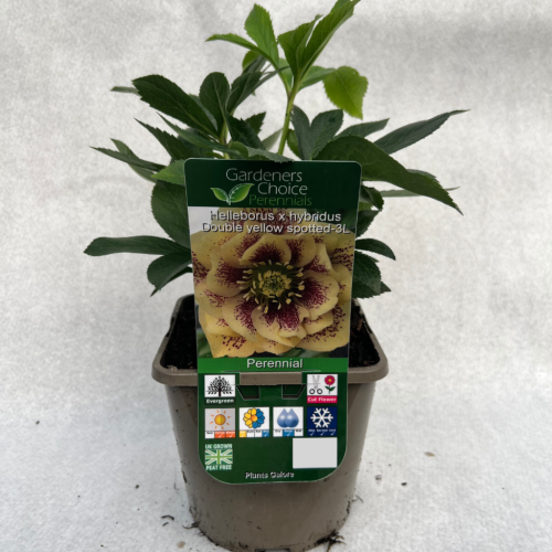 Helleborus x hybridus Double Yellow spotted