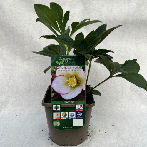 Helleborus x hybridus 'Single White Picotee'