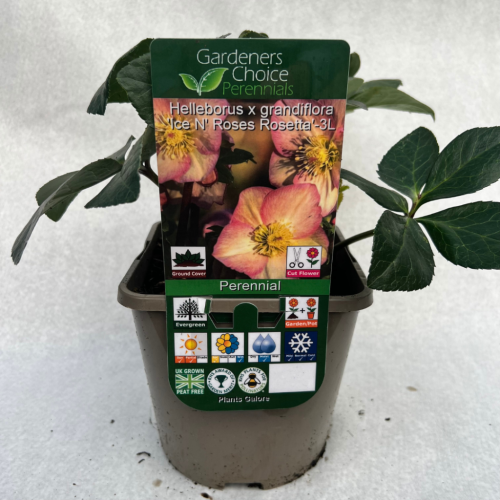 Helleborus x grandiflora 'Ice N Roses Rosetta'