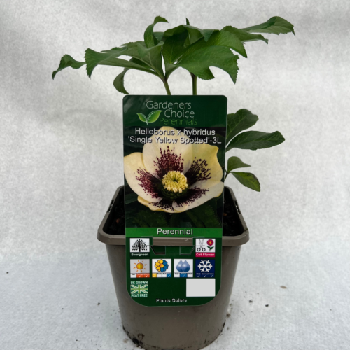 Helleborus x hybridus 'Single Yellow Spotted'