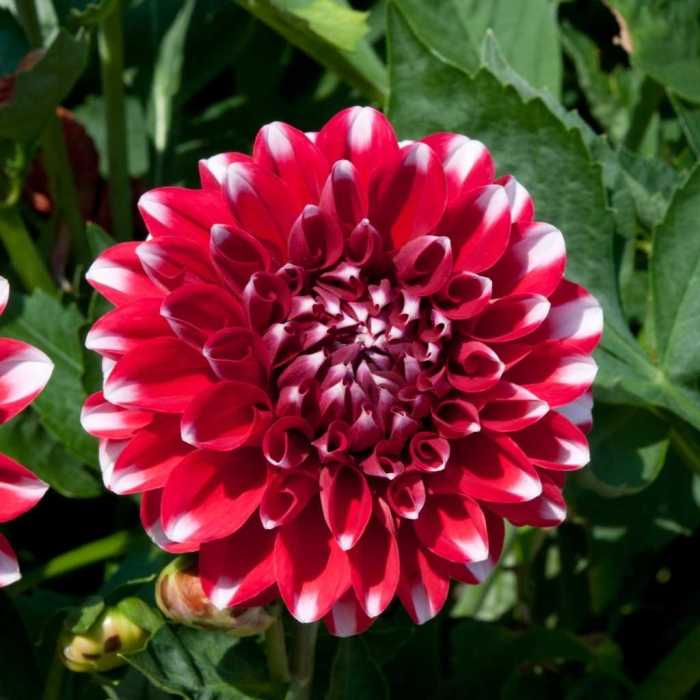 Dahlia Maxi Tampico