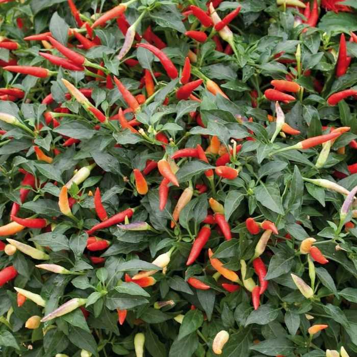 Pepper 'Basket of Fire'