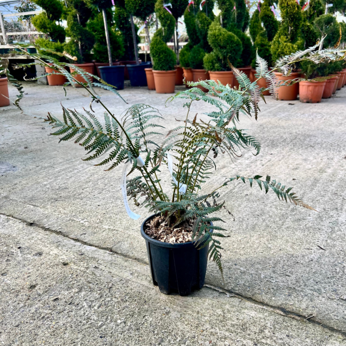 Dicksonia antarctica - Soft Tree Fern