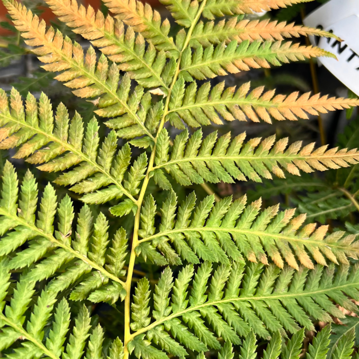8111_500_033500_Dicksonia_antarctica_-_Soft_Tree_Fern_(1).png