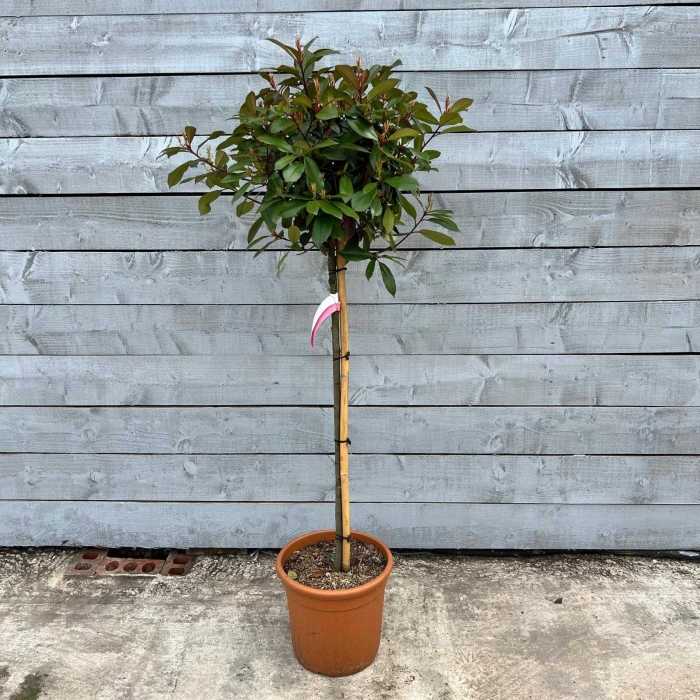 Photinia x fraseri 'Red Robin' Half Standard - Lollipop