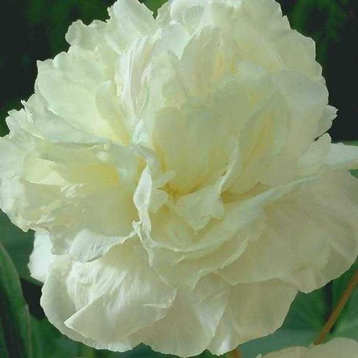 Peony (Paeonia) lactiflora Shirley Temple