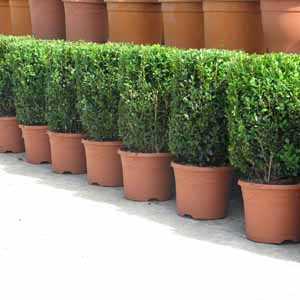 Buxus Sempervirens Cylinder 5 Ltr (Box Hedge)