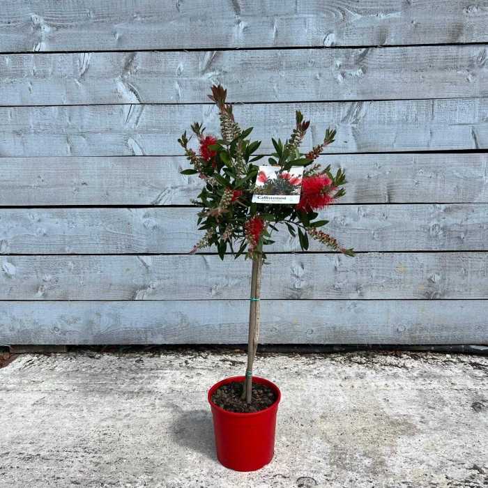 Callistemon Mini Standard