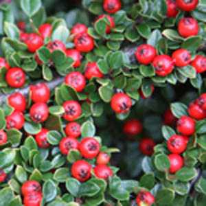 Cotoneaster Horizontalis (Fishbone/Herringbone)