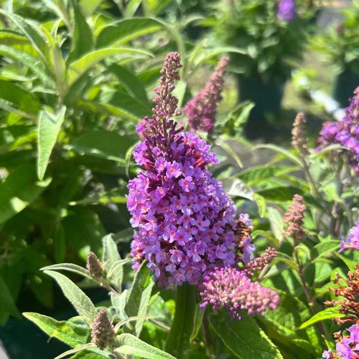 Buddleja Davidii Butterfly Candy Little Lila