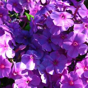 Phlox Paniculata Famous Purple