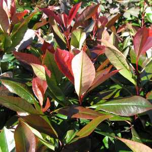 Photinia Red Robin Trellis Climber 20 Litre Pot