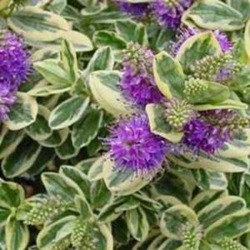 Cheap Hebe Andersonii Online : Variegated Hebe Plants For 