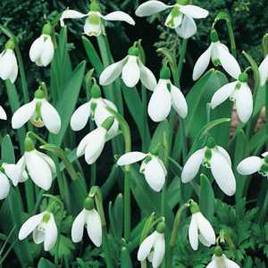 Galanthus Elwesii (Snowdrops) Bulbs White Flower 40 Per Pack