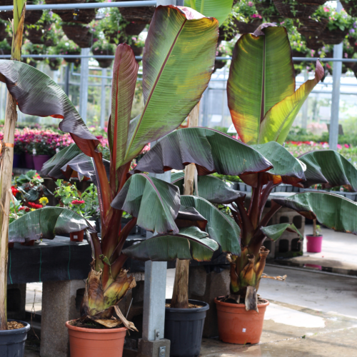 Musa Ensete Maurelii Red Banana Plant