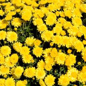 Chrysanthemum Yellow Hardy