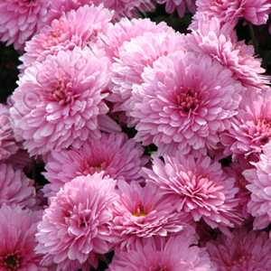 Chrysanthemum Pink Hardy 3ltr Garden Centre