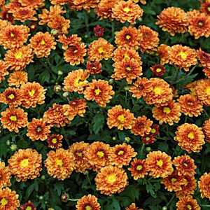 Chrysanthemum Orange Hardy