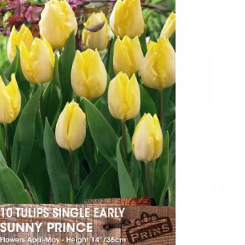 Buy Tulip Single Early Sunny Prince Bulbs Online Buy Tulip Bulbs