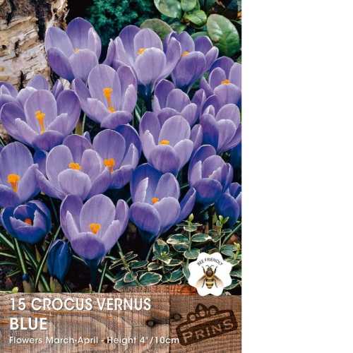 Crocus Vernus Blue Bulbs 15 Per Pack