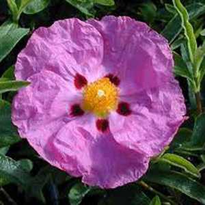 Cistus Purpureus  (Dark Pink) Rock Rose