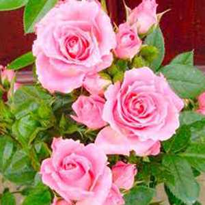 Rose Bush Carefree Days (Miniature/Patio Rose) 4Ltr Fuschia Pink