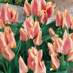 Tulip Bulbs Multiheaded Quebec 10 Per Pack