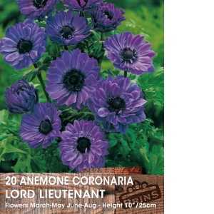 Anemone Coronaria Lord Lieutenant Bulbs 15 Per Pack