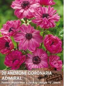 Anemone Coronaria Admiral Bulbs 15 Per Pack