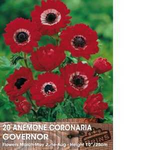 Anemone Coronaria Governor Bulbs 15 Per Pack