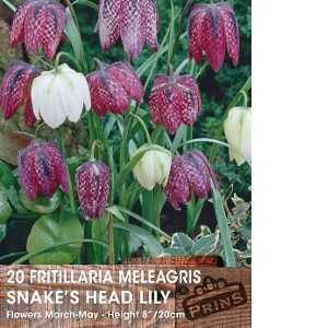 Fritillaria Meleagris Bulbs (Snakes Head Lily) 15 Per Pack