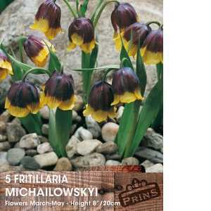 Fritillaria Michailowskyi Bulbs 5 Per Pack