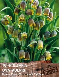 Fritillaria Uva Vulpis Bulbs 10 Per Pack