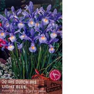 Dutch Iris Light Blue Bulbs 20 Per Pack