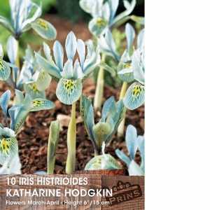 Iris Histrioides Katherine Hodgkin Bulbs 10 Per Pack