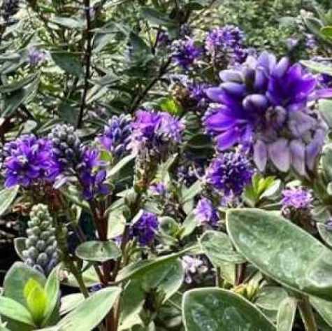 Hebe Autumn Glory