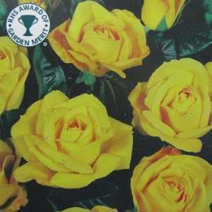 Arthur Bell Floribunda Rose