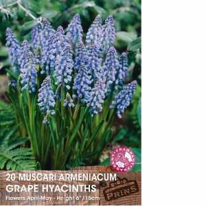 Muscari Armeniacum (Grape Hyacinth) Bulbs 20 Per Pack