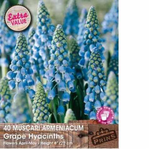 Muscari Armeniacum (Grape Hyacinth) Bulbs 40 Per Pack