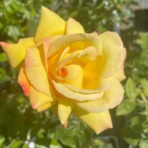 Peace Hybrid Tea Rose