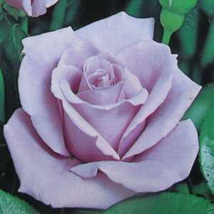 Blue Moon Hybrid Tea Rose