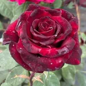 Deep Secret Hybrid Tea Rose