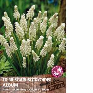 Muscari Botryoides Album (Grape Hyacinth) Bulbs 10 Per Pack