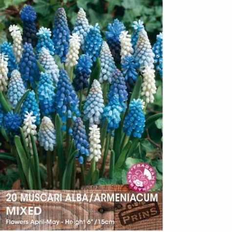 Muscari Alba/Armeniacum Mixed (Grape Hyacinth) Bulbs 20 Per Pack